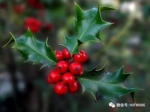 槲寄生农场的惊奇圣诞,探寻神秘圣诞的奇幻之旅